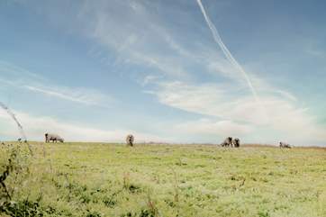 Watch the cute sheep grazing in the field beyond.