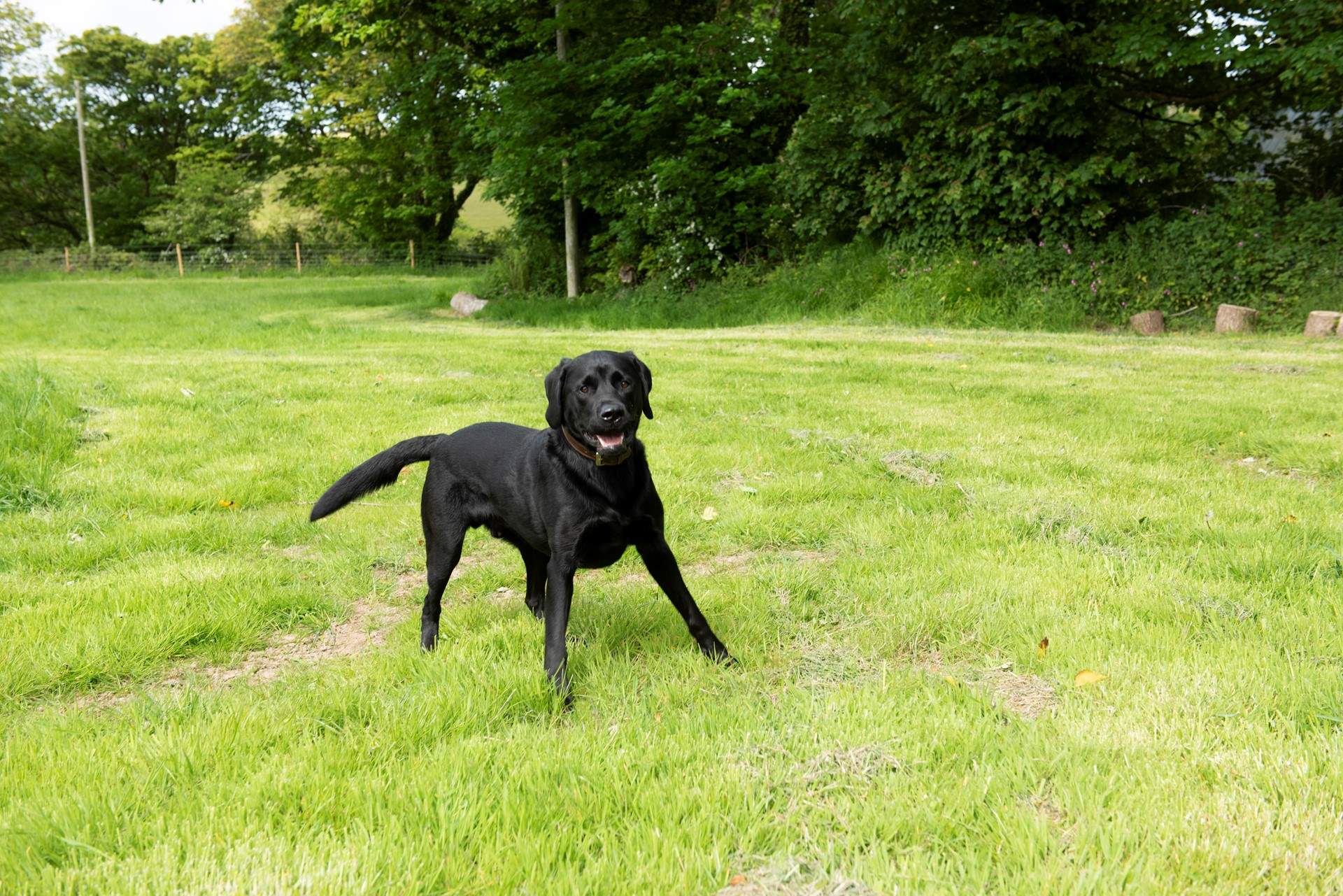 Your four legged friends are most welcome and they have their own designated area 'The Fold' where they can burn up some energy.