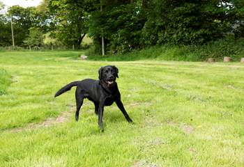 Your four legged friends are most welcome and they have their own designated area 'The Fold' where they can burn up some energy.