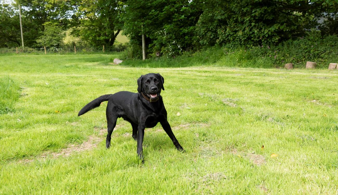 Your four legged friends are most welcome and they have their own designated area 'The Fold' where they can burn up some energy.