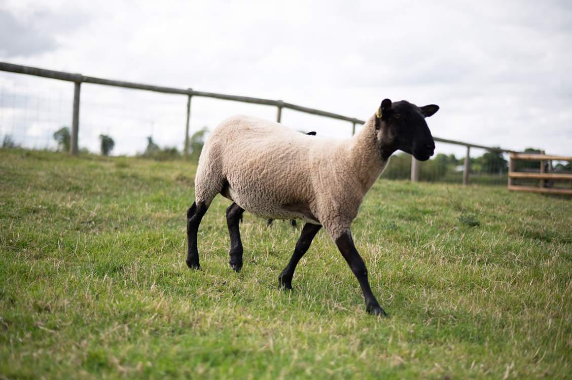 Say hello to your friendly neighbours!