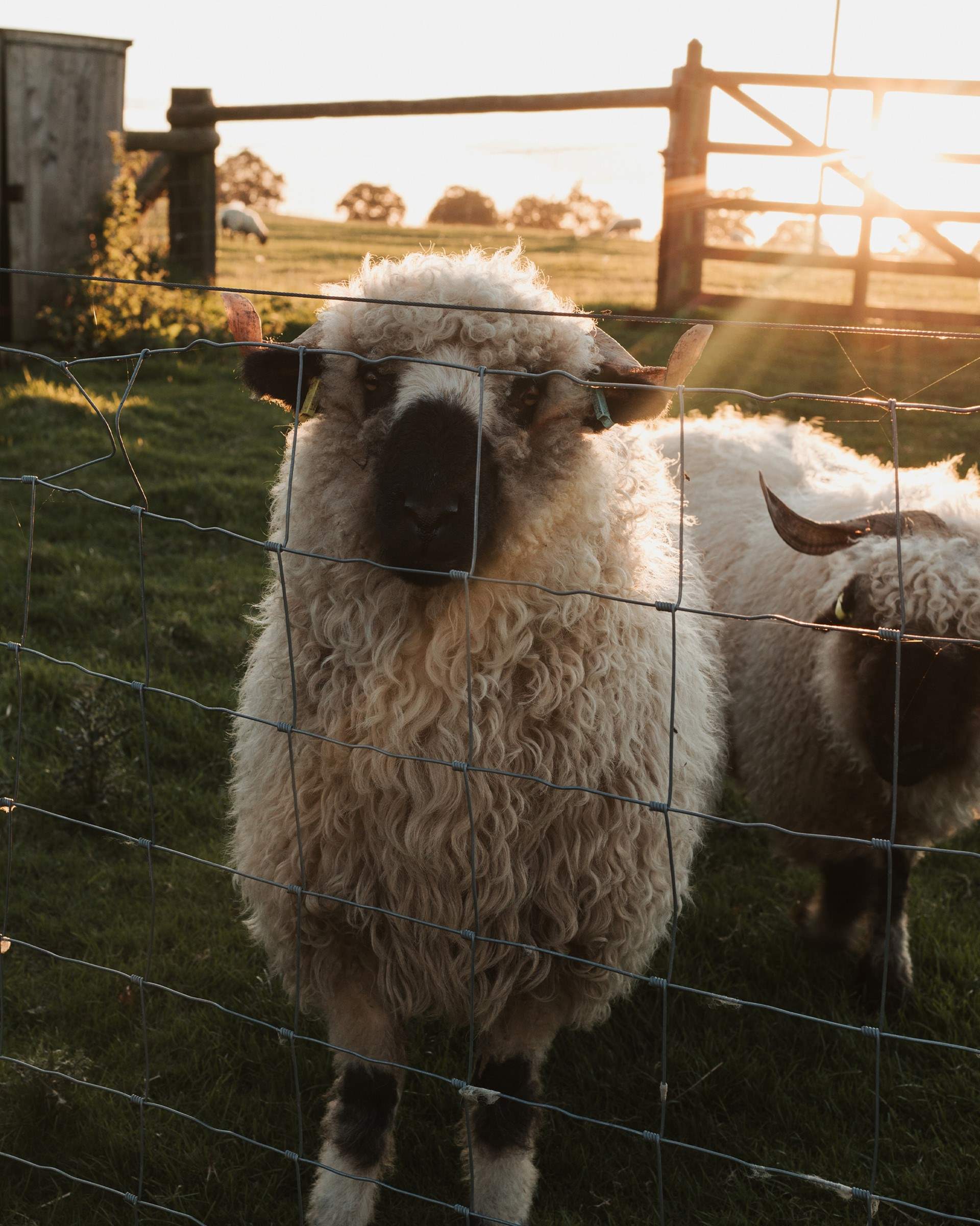 This charming hideaway is located on the owners' lovely farm. 