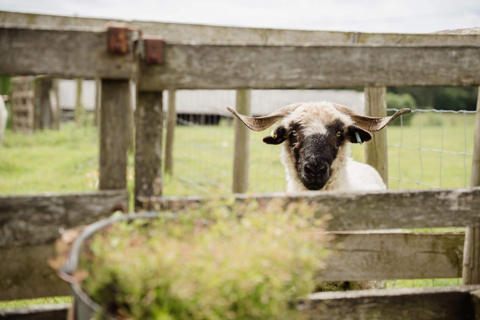 This charming hideaway is located on the owners' lovely farm. 