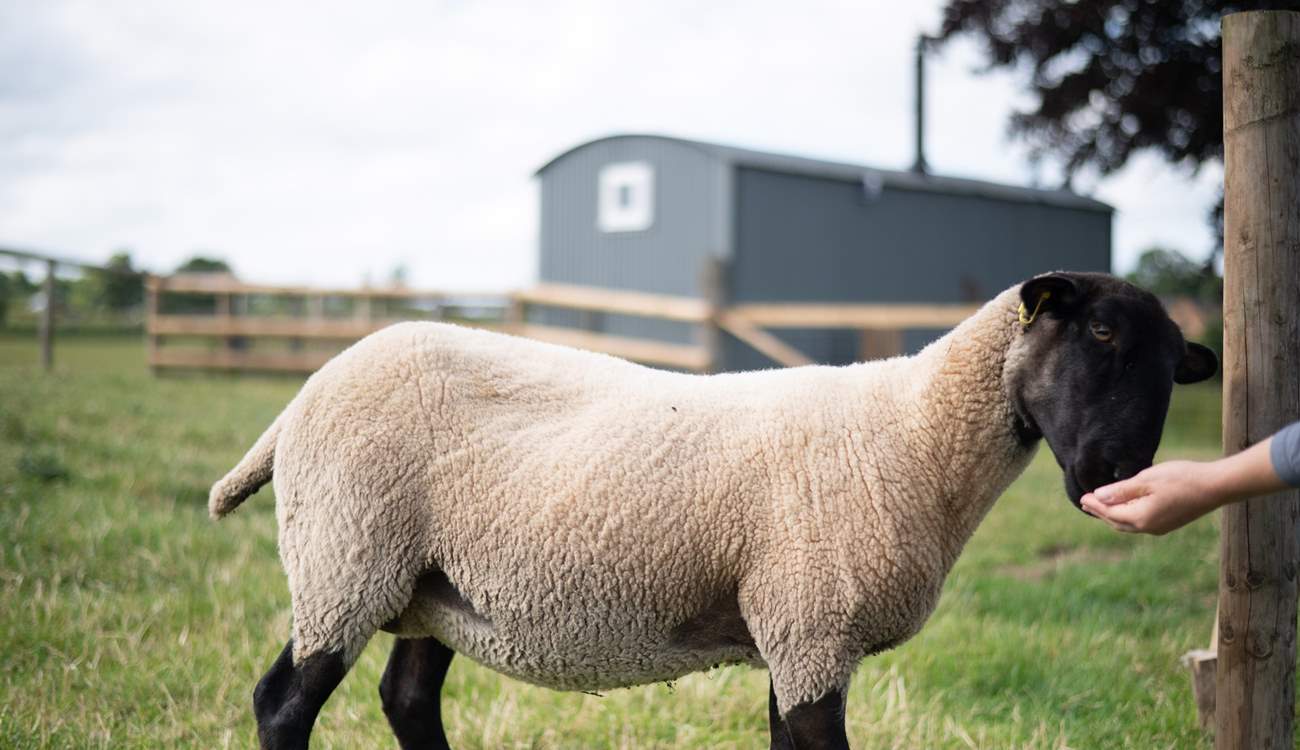 Say hello to your lovely neighbours who quietly graze in the paddock out front. 