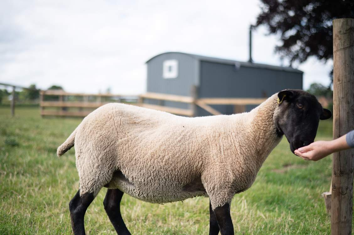 Say hello to your lovely neighbours who quietly graze in the paddock out front.