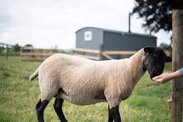 Say hello to your lovely neighbours who quietly graze in the paddock out front.
