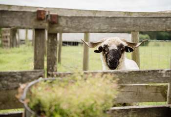 Say hello to your lovely neighbours who quietly graze in the paddock out front. 
