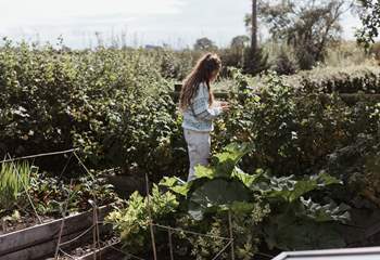 You are also welcome to help yourself to the owners' homegrown veg! 