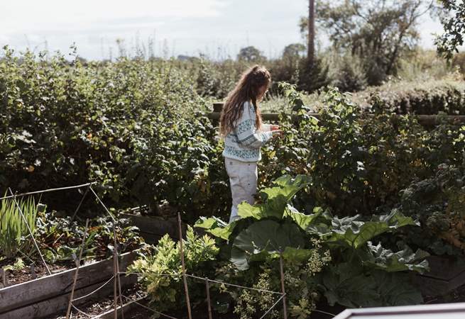 You are also welcome to help yourself to the owners' homegrown veg! 
