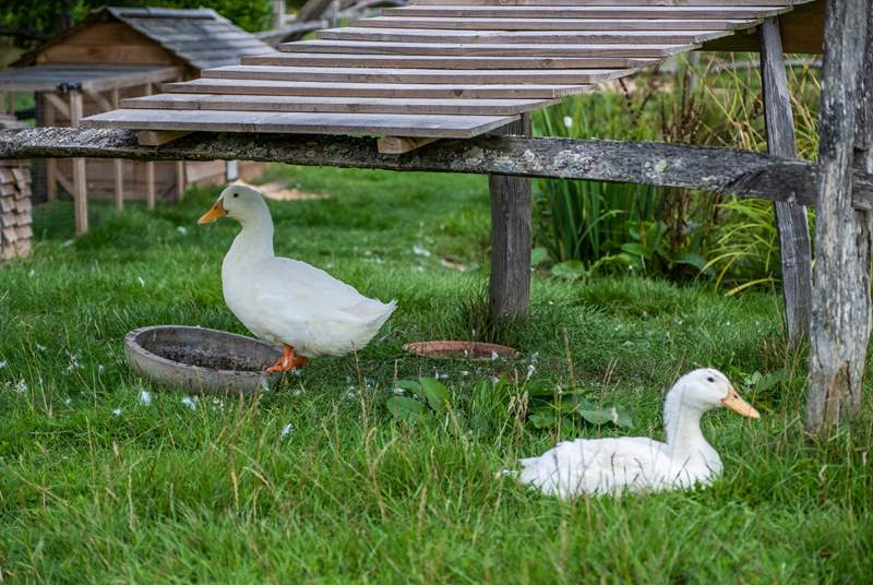 The resident ducks.