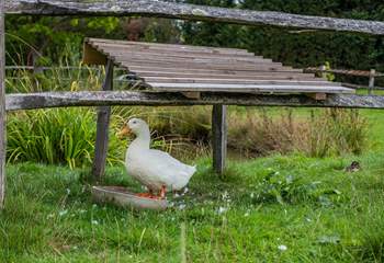 The resident ducks.
