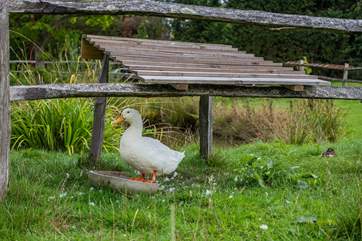 The resident ducks.