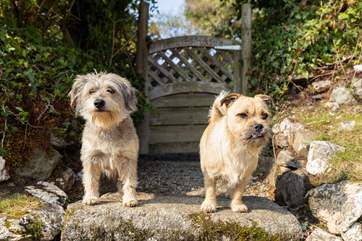 Your pooches are welcome to join you on holiday.