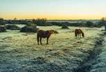 The New Forest National Park is a short drive away - keep your eyes peeled for ponies!