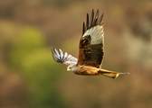The Red Kite Feeding Centre in Rhayader makes for a brilliant day out!  