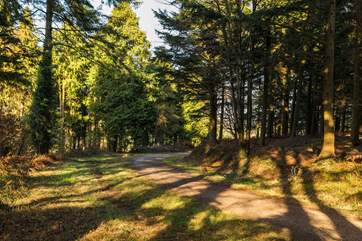 Bring your walking boots and explore Bishops Wood in Wadebridge, it is truly beautiful.