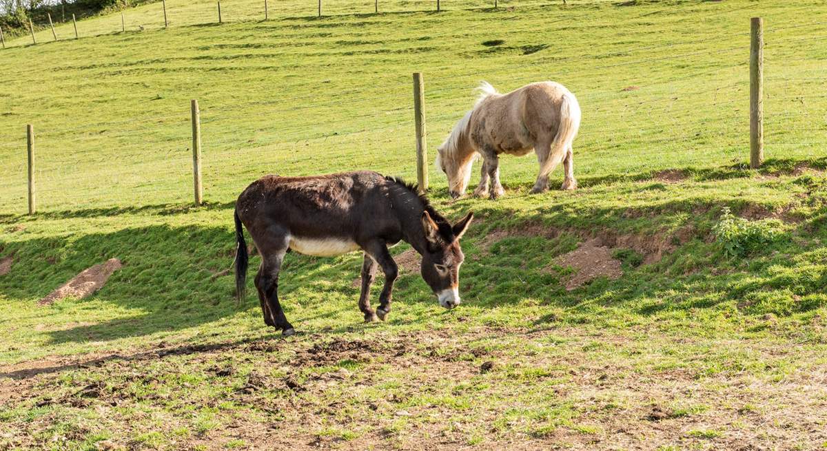 Meet Dusty and Silver. such a comical couple.