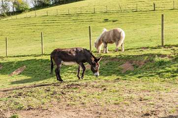 Meet Dusty and Silver. such a comical couple.