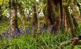 The woodland walk is full of bluebells in the spring. - Thumbnail Image