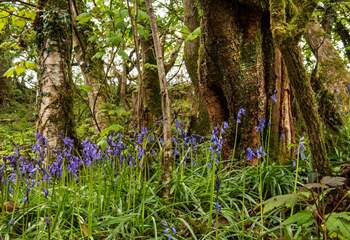 The woodland walk is full of bluebells in the spring.