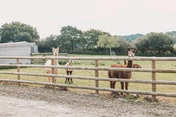 Say hello to your friendly neighbours!
