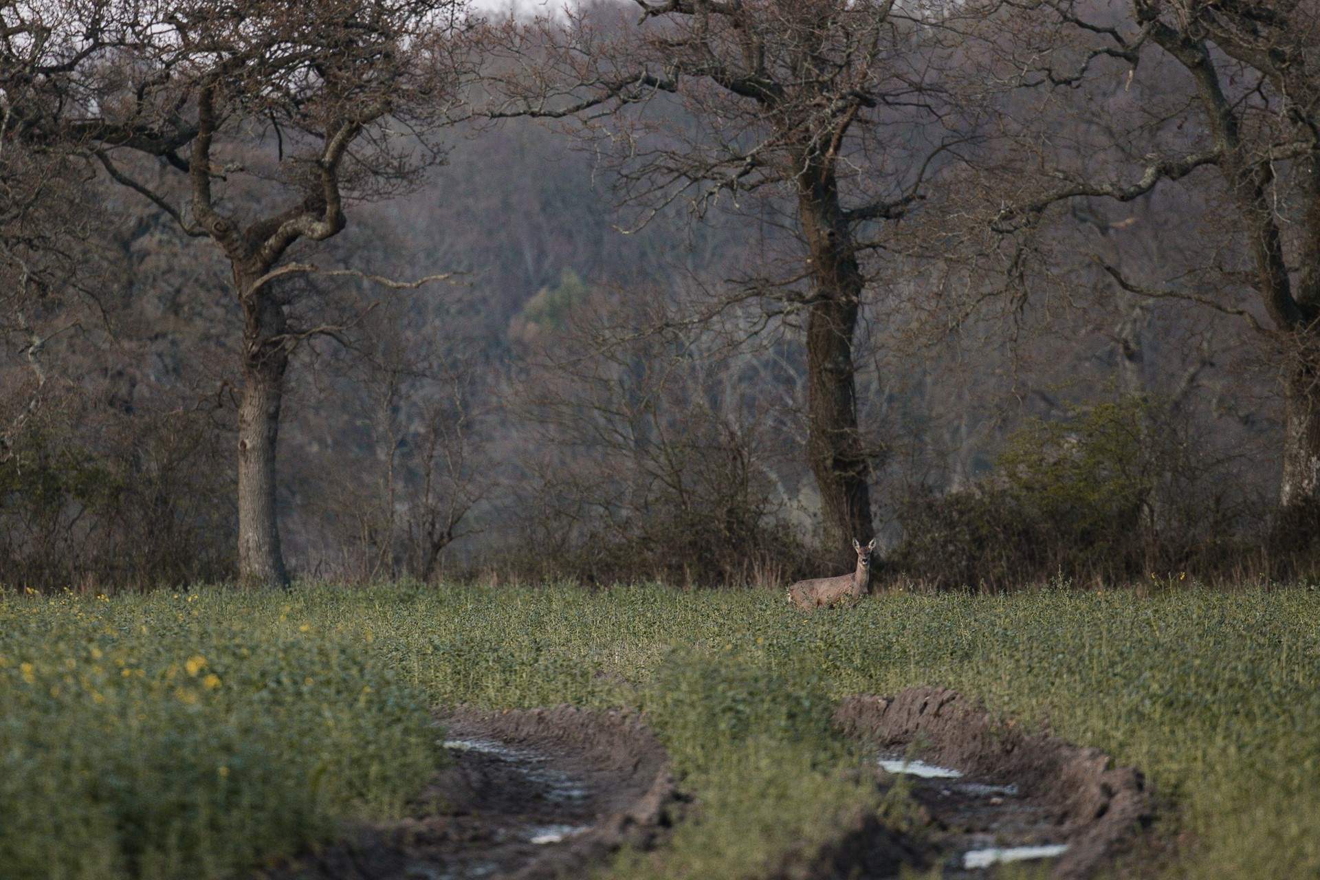 Just some of the locals!