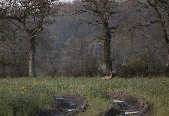 Just some of the locals!