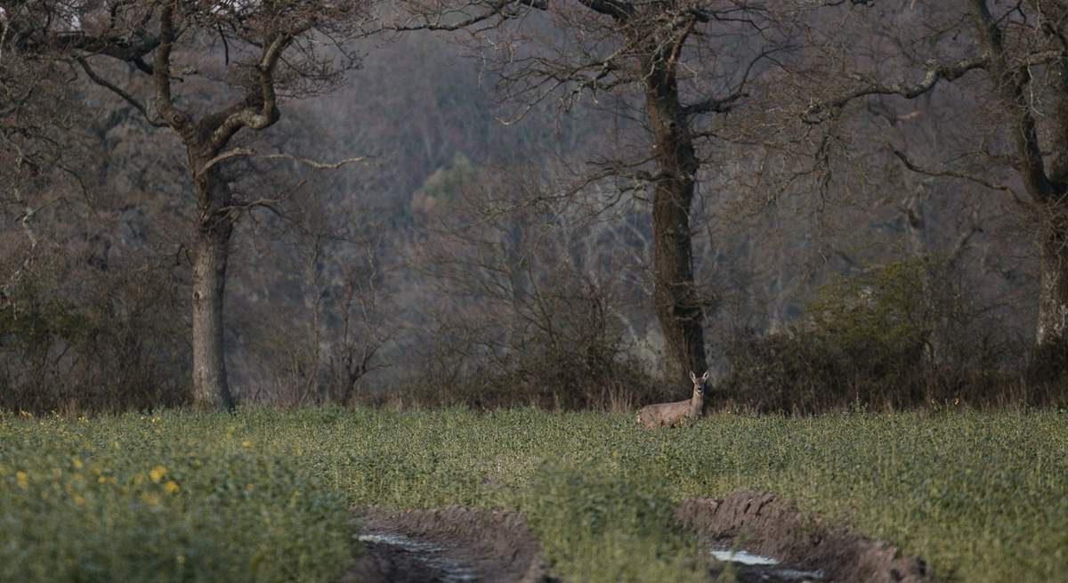 Just some of the locals!