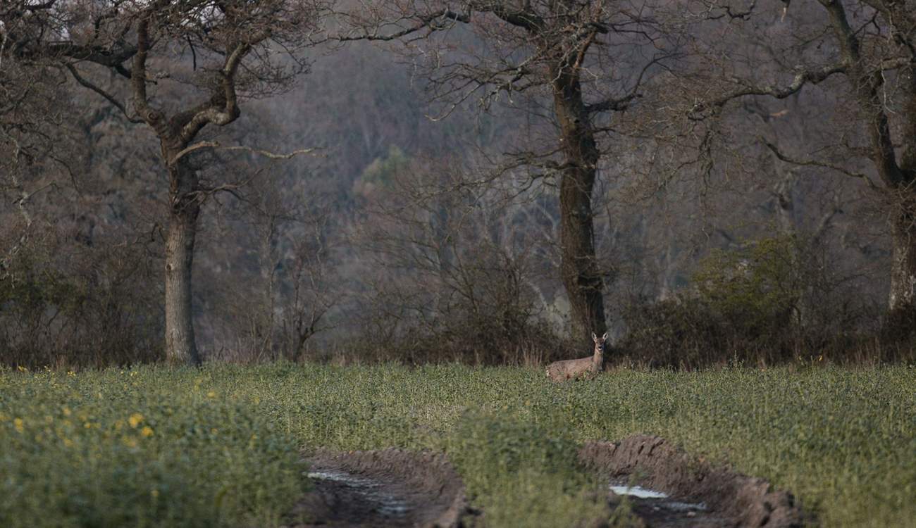 Just some of the locals!