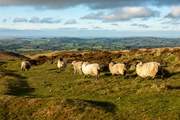 Explore the rugged landscapes of Dartmoor National Park