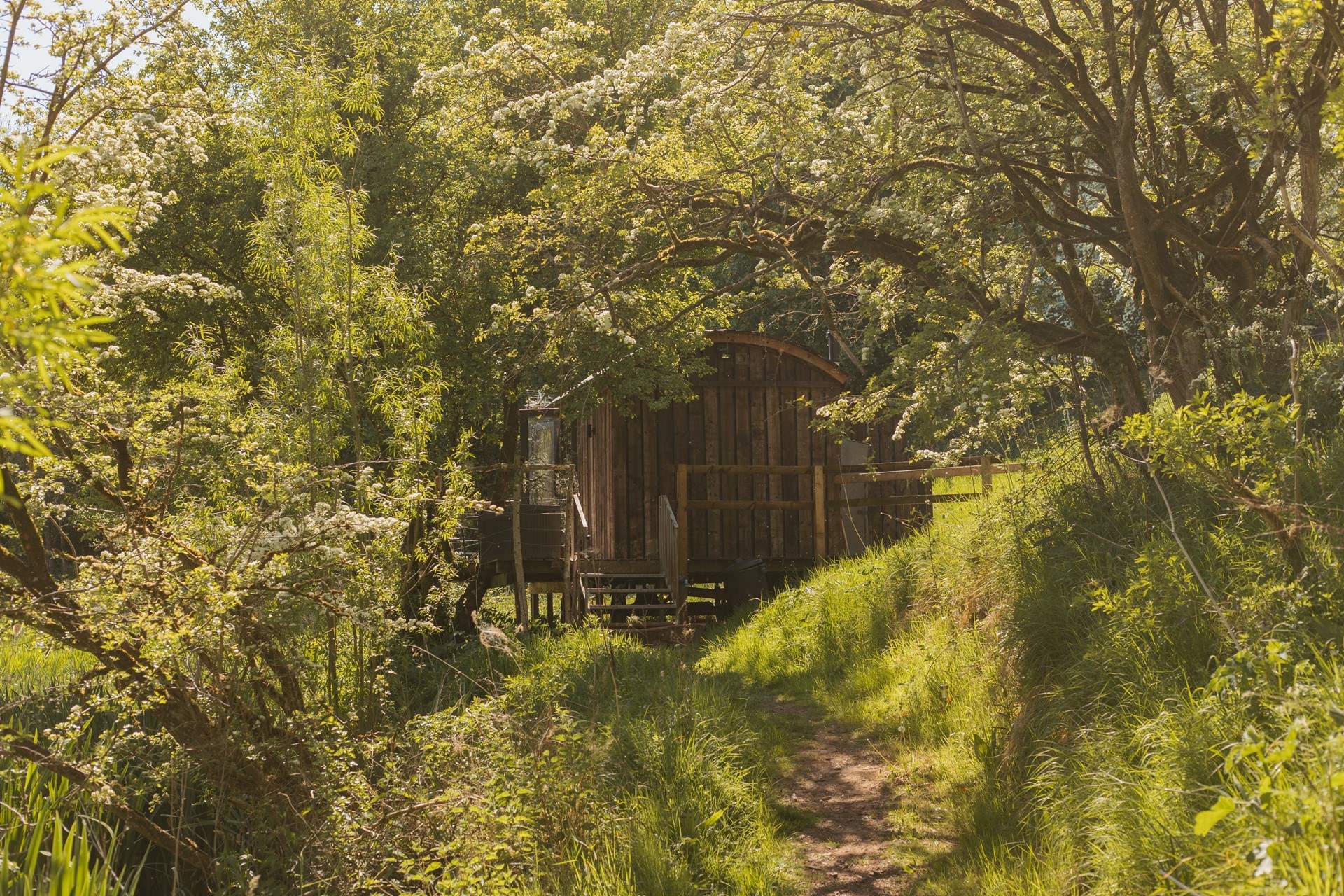 Hidden amongst the trees in a magical woodland.
