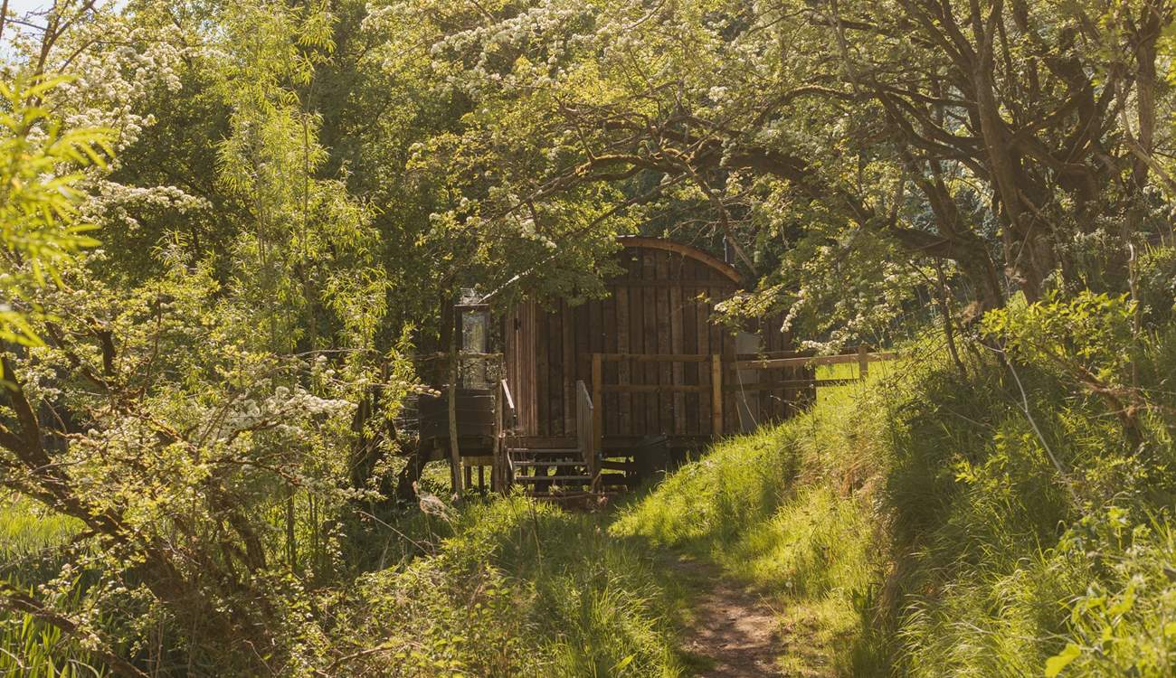 Hidden amongst the trees in a magical woodland.