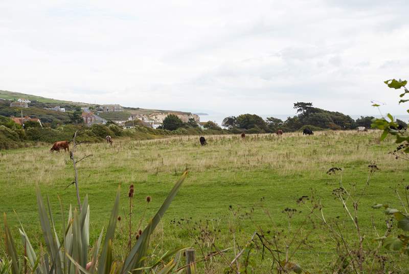 There's plenty of peaceful countryside to explore around Freshwater Bay.