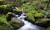 Hafod Estate is close by and is a historical 18th Century landscape, combining forests, rocky gorges and spectacular views. A haven for outdoor enthusiasts. - Thumbnail Image