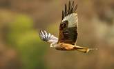 Keep an eye out for red kites during your visit.  - Thumbnail Image