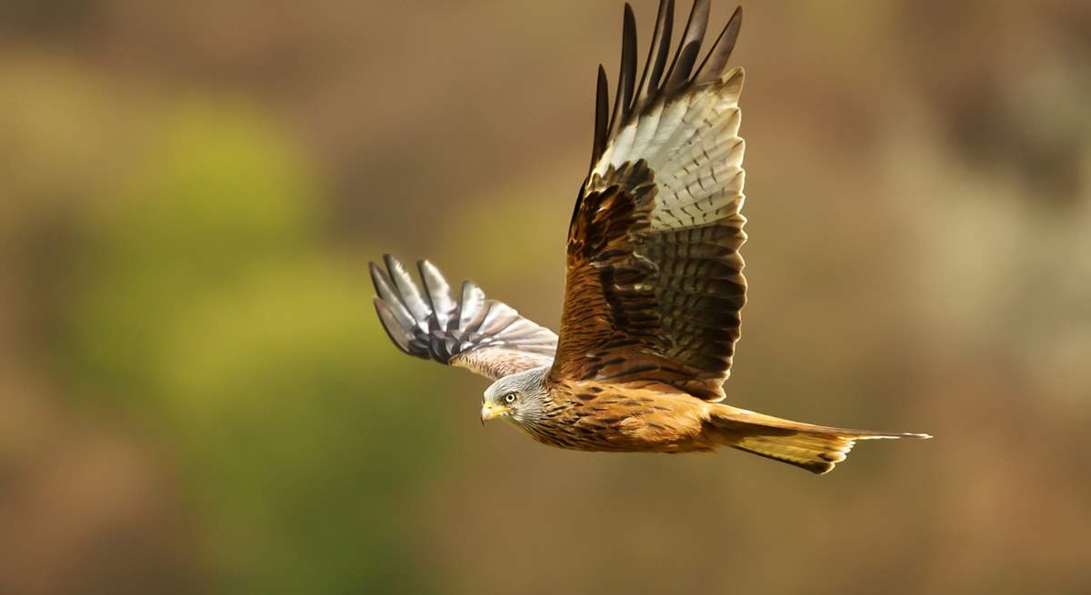 Keep an eye out for red kites during your visit. 