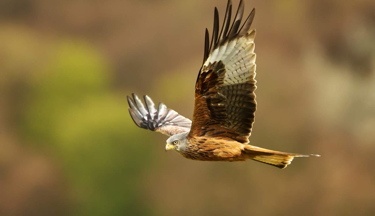 Keep an eye out for red kites during your visit. 