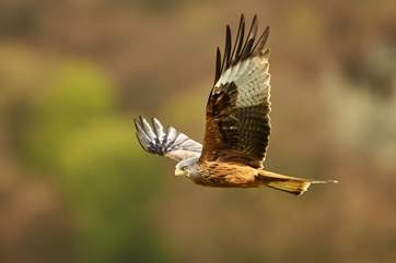 Keep an eye out for red kites during your visit.