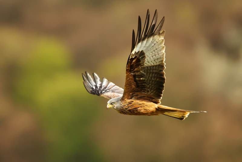 Keep an eye out for red kites during your visit. 