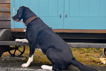 Your four-legged friend is welcome to join you!