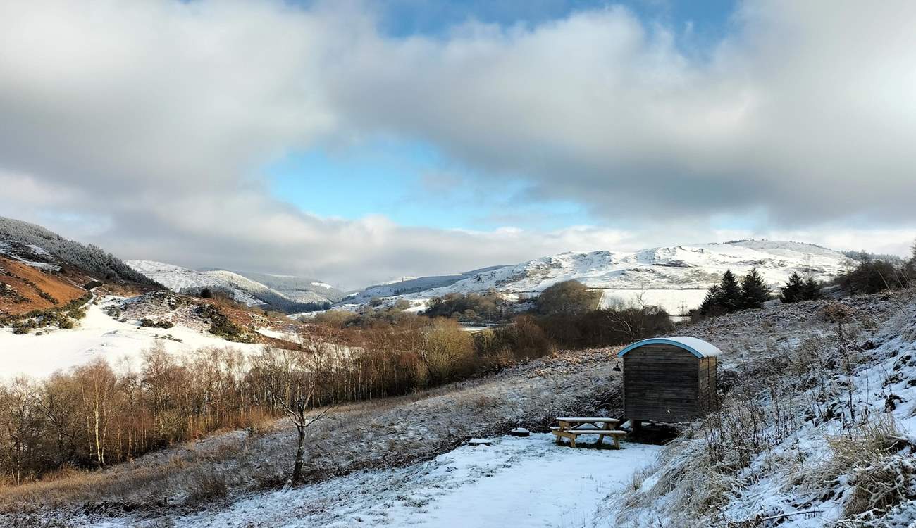 Looking utterly magical amongst the sparkling snow. 