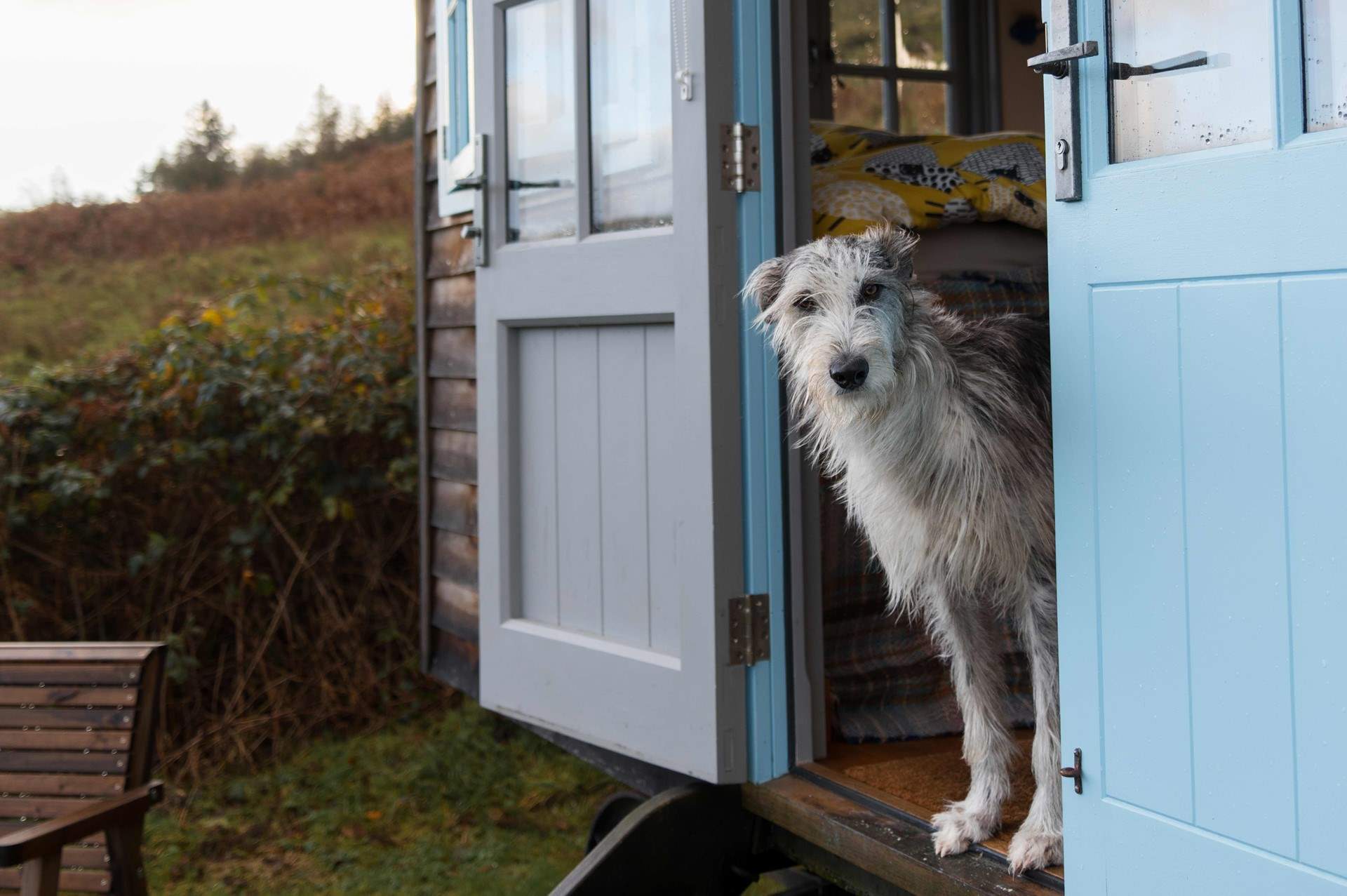 Four-legged friends are also warmly welcome at Ffion. 