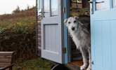 Four-legged friends are also warmly welcome at Ffion.  - Thumbnail Image