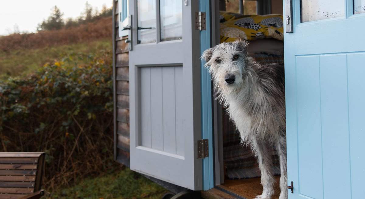 Four-legged friends are also warmly welcome at Ffion. 