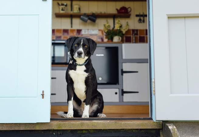 Four-legged friends are also warmly welcome here. 