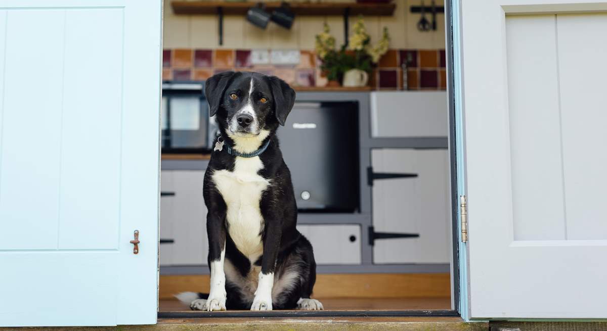Four-legged friends are also warmly welcome here. 