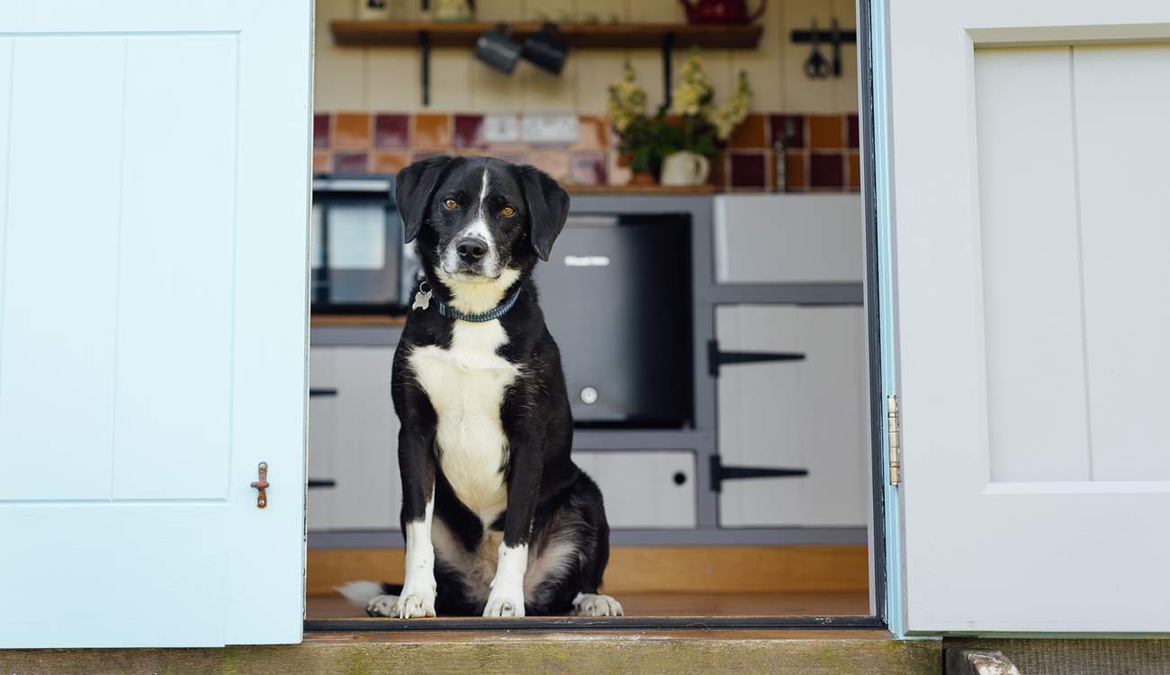 Four-legged friends are also warmly welcome here. 