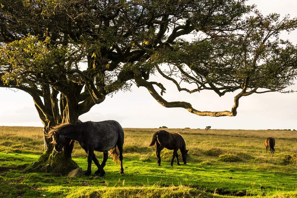 Walkers and cyclists should head for the wild beauty of Dartmoor.
