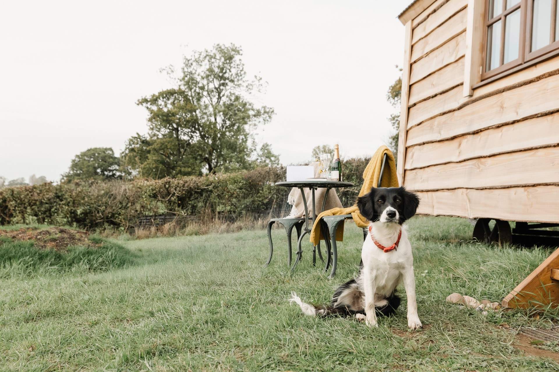 Your beloved pooch is welcome to come along for the adventure too.