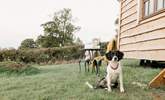 Your beloved pooch is welcome to come along for the adventure too. - Thumbnail Image